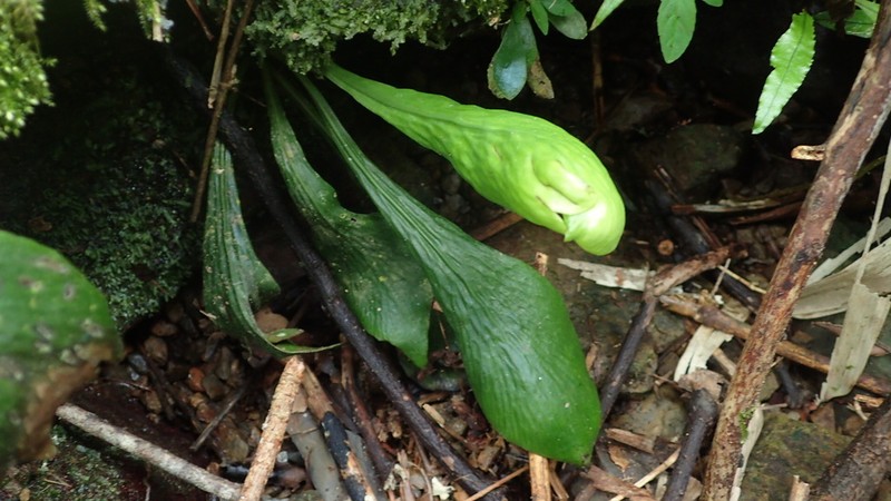 Winged Lineleaf Fern