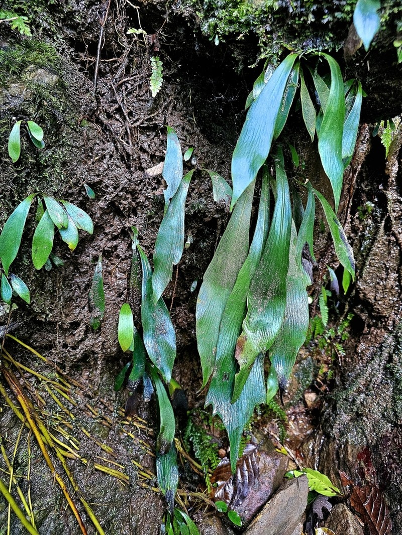 Winged Lineleaf Fern photo 2