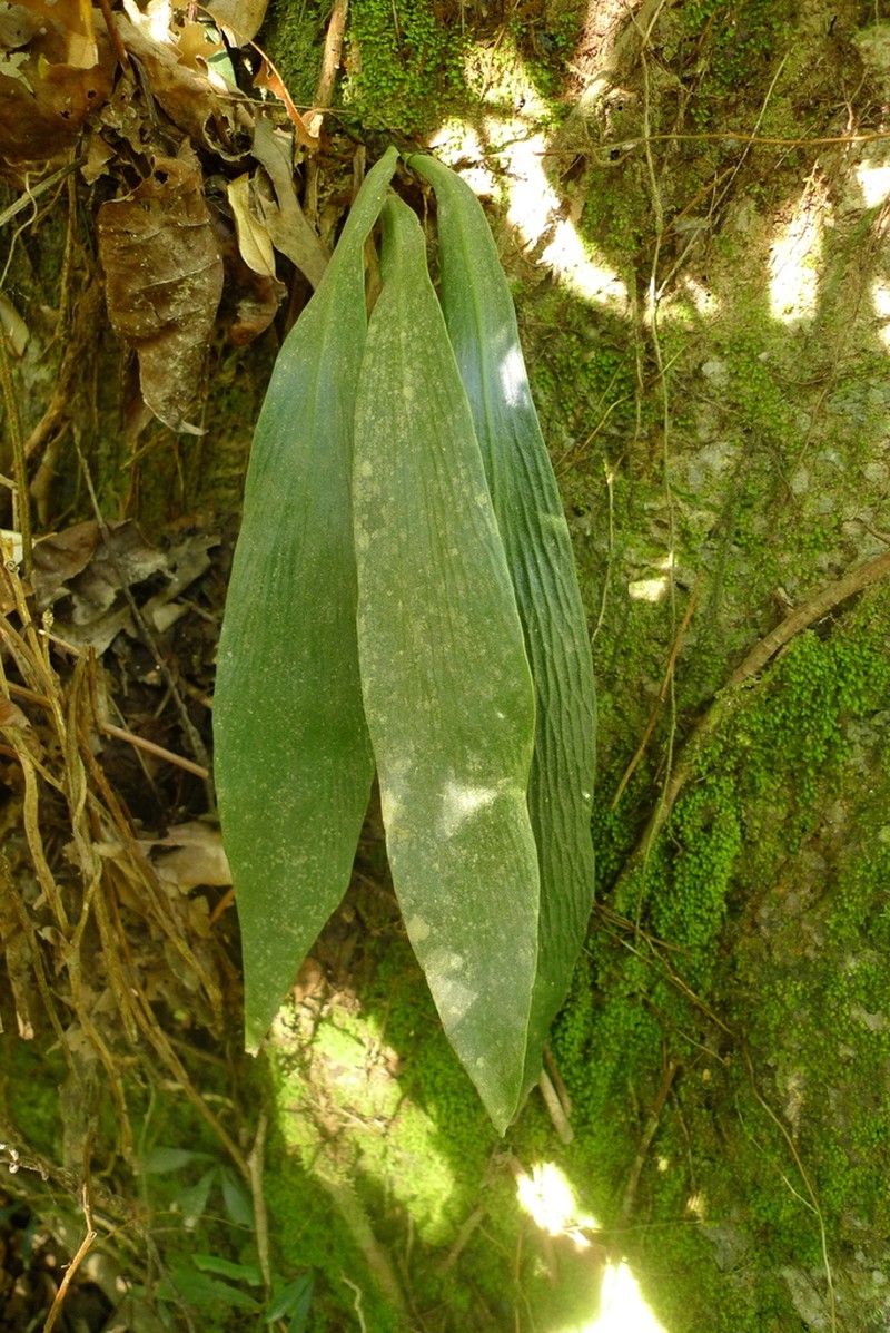 Winged Lineleaf Fern photo 3