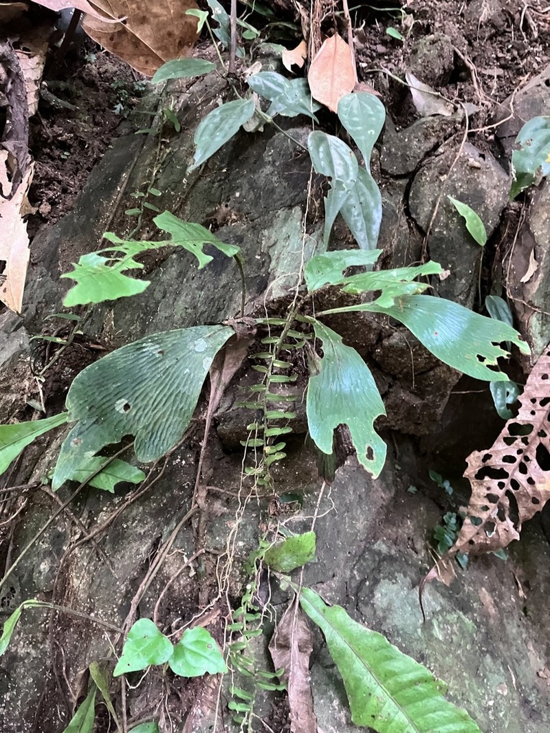 Winged Lineleaf Fern photo 4