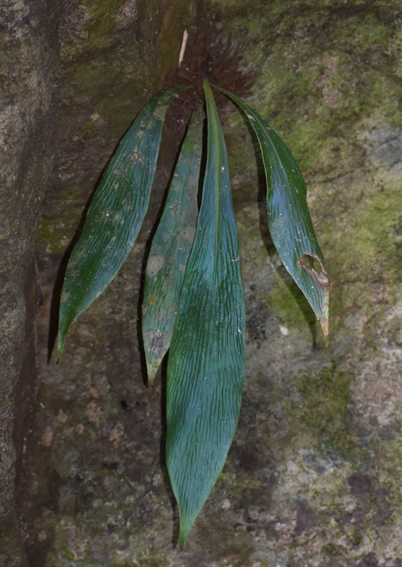 Winged Lineleaf Fern photo 6