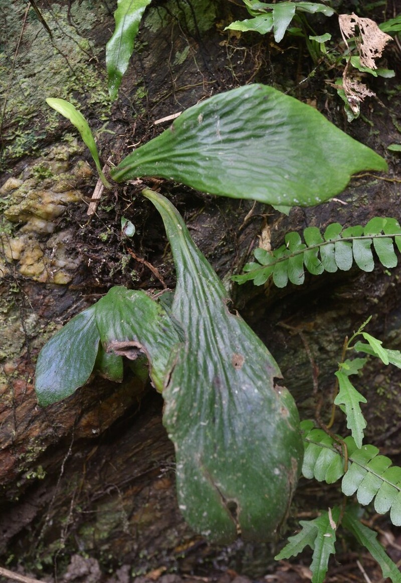 Winged Lineleaf Fern photo 7
