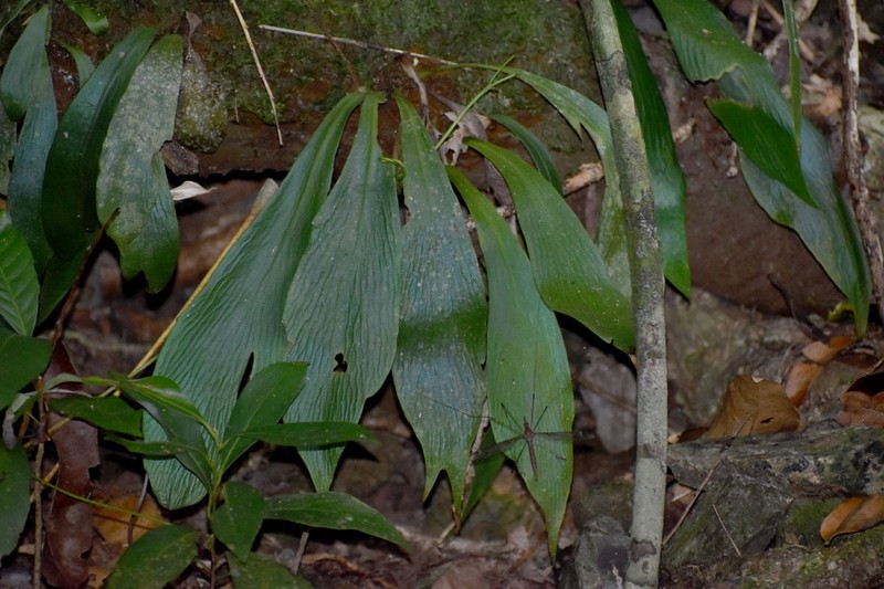 Winged Lineleaf Fern photo 8