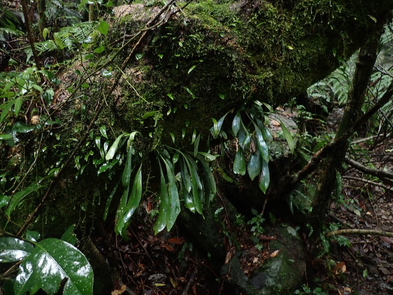 Antrophyum castaneum photo 3