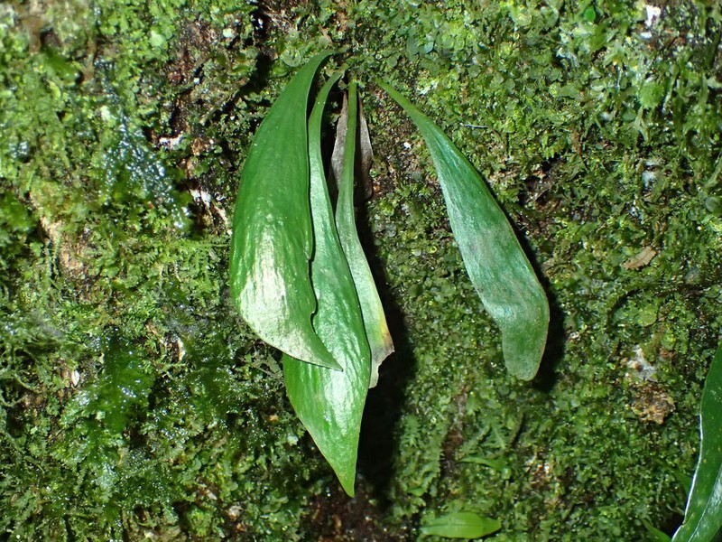 Antrophyum castaneum photo 4
