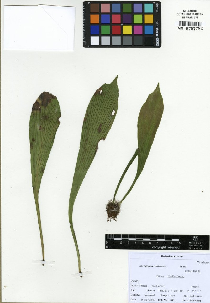 Antrophyum castaneum photo 5