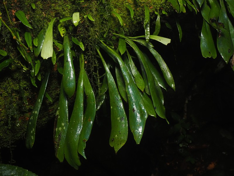 Antrophyum castaneum