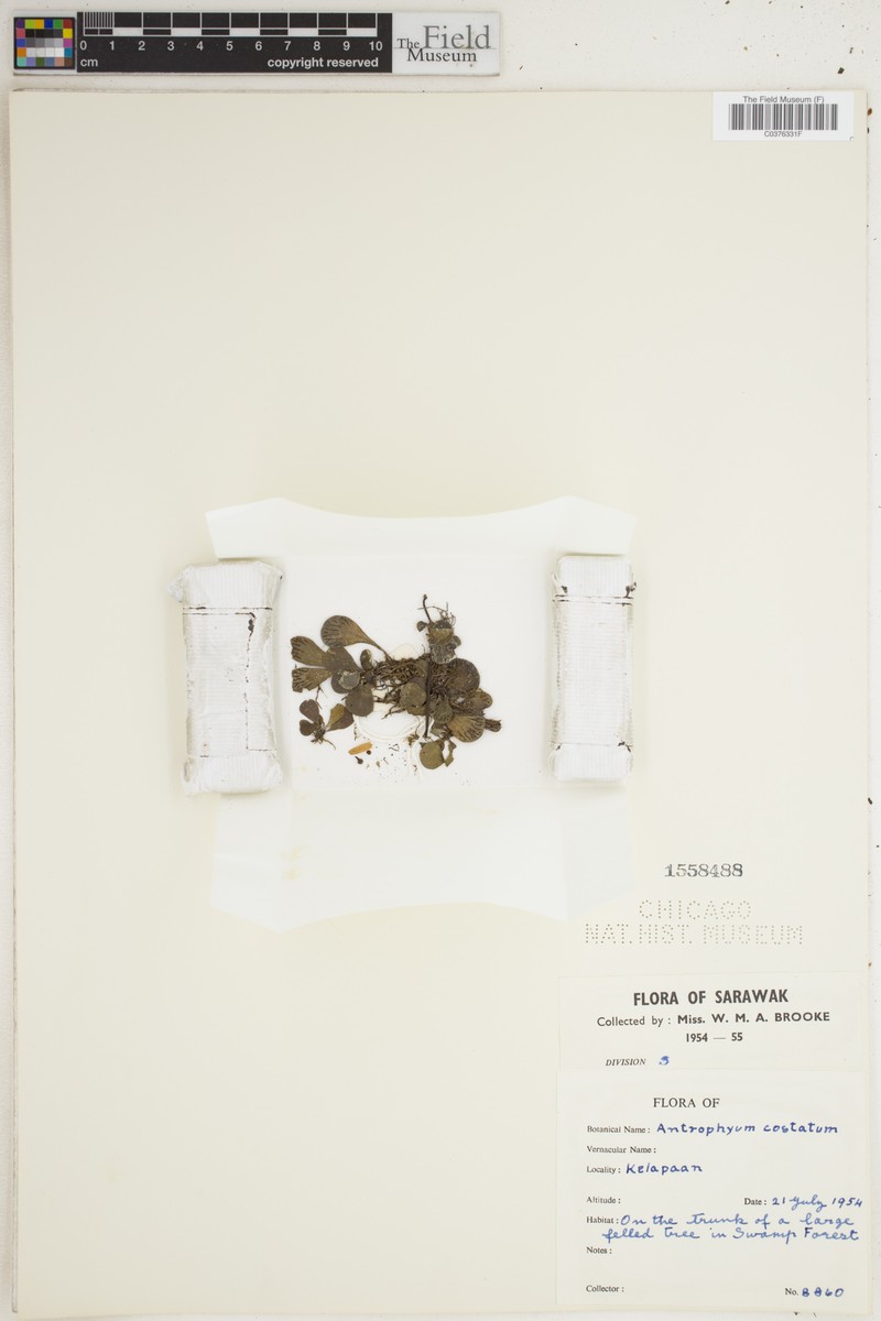 Antrophyum costatum