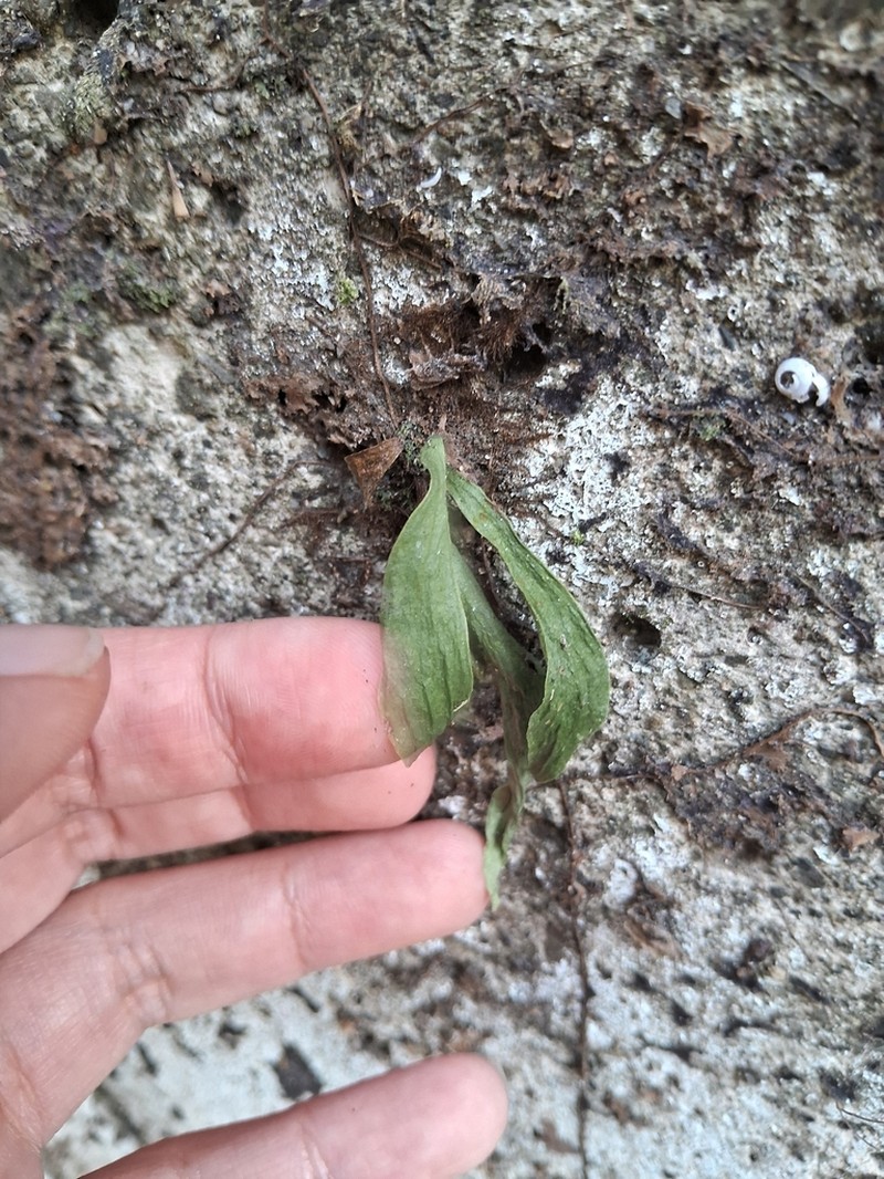 Antrophyum formosanum
