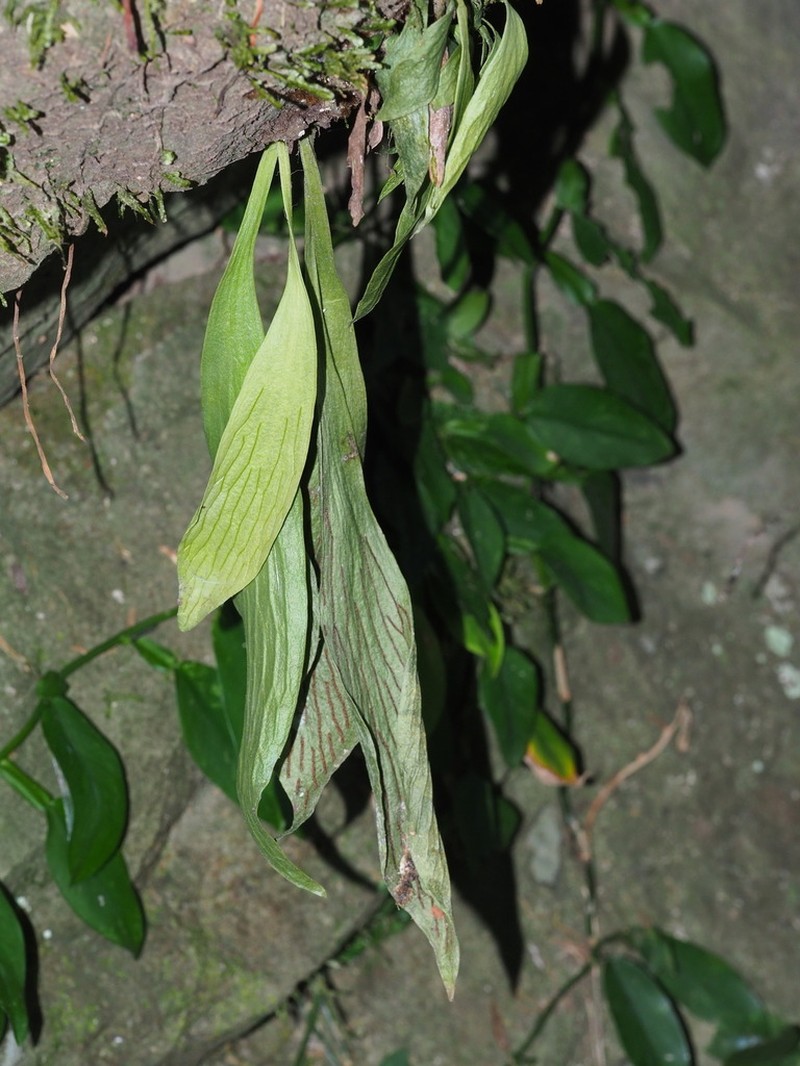 Antrophyum formosanum photo 2