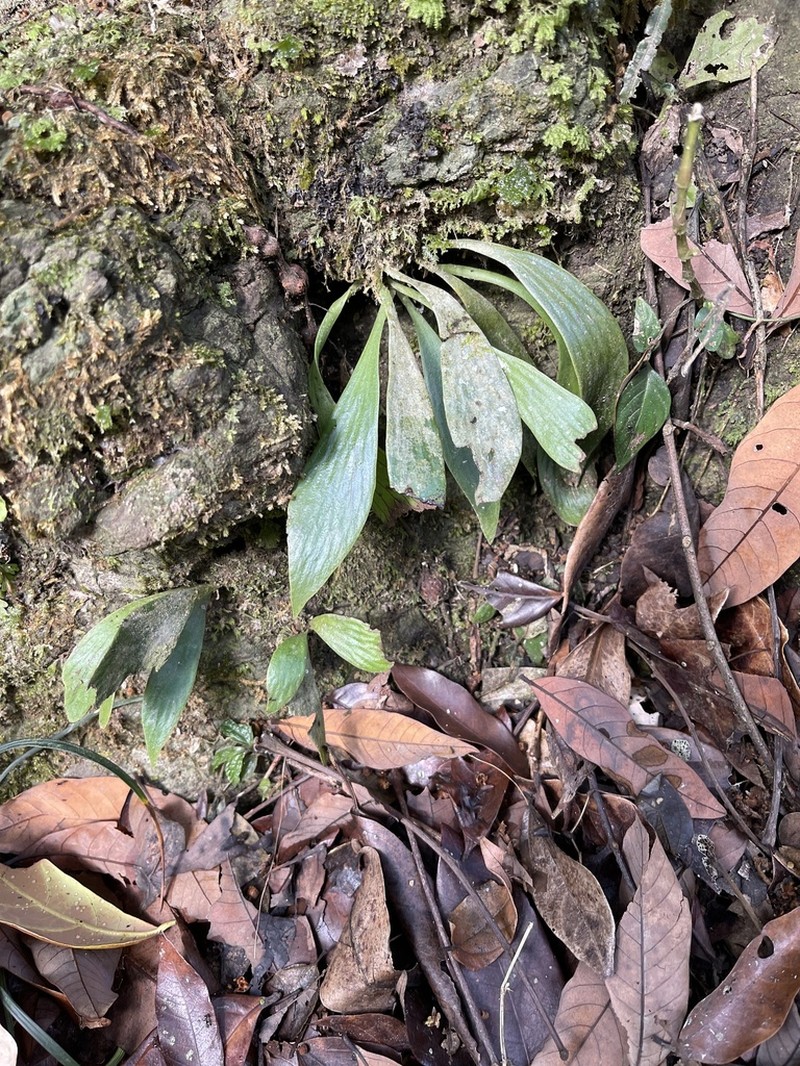 Antrophyum formosanum photo 3