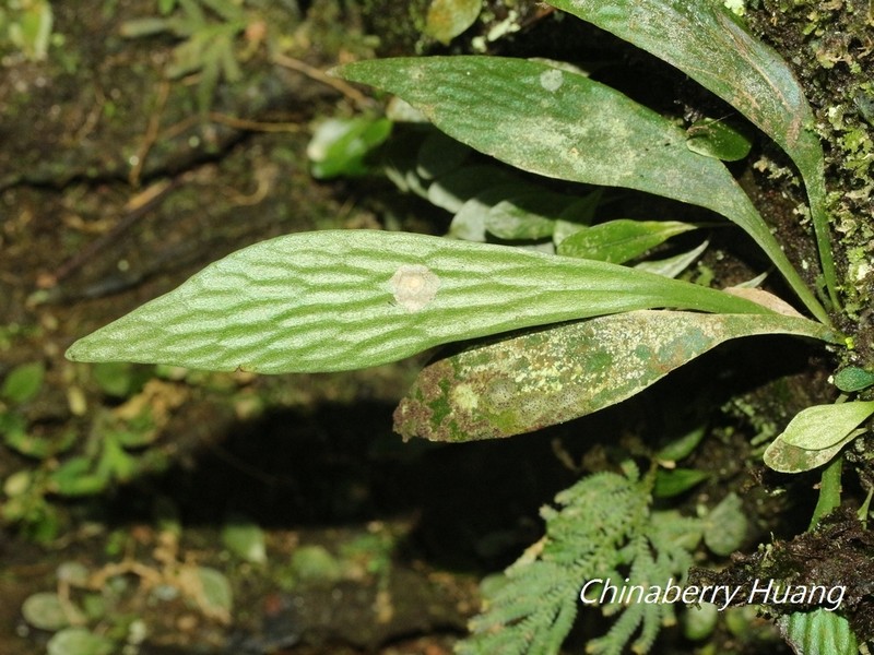 Antrophyum formosanum photo 4