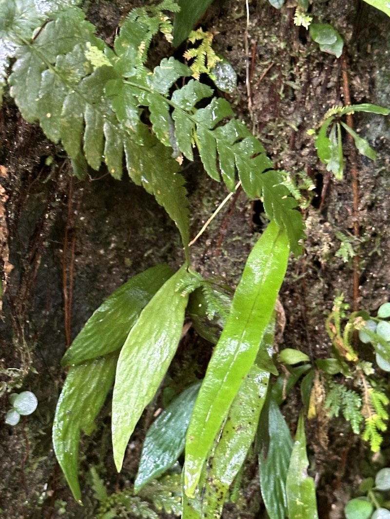 Antrophyum formosanum photo 5