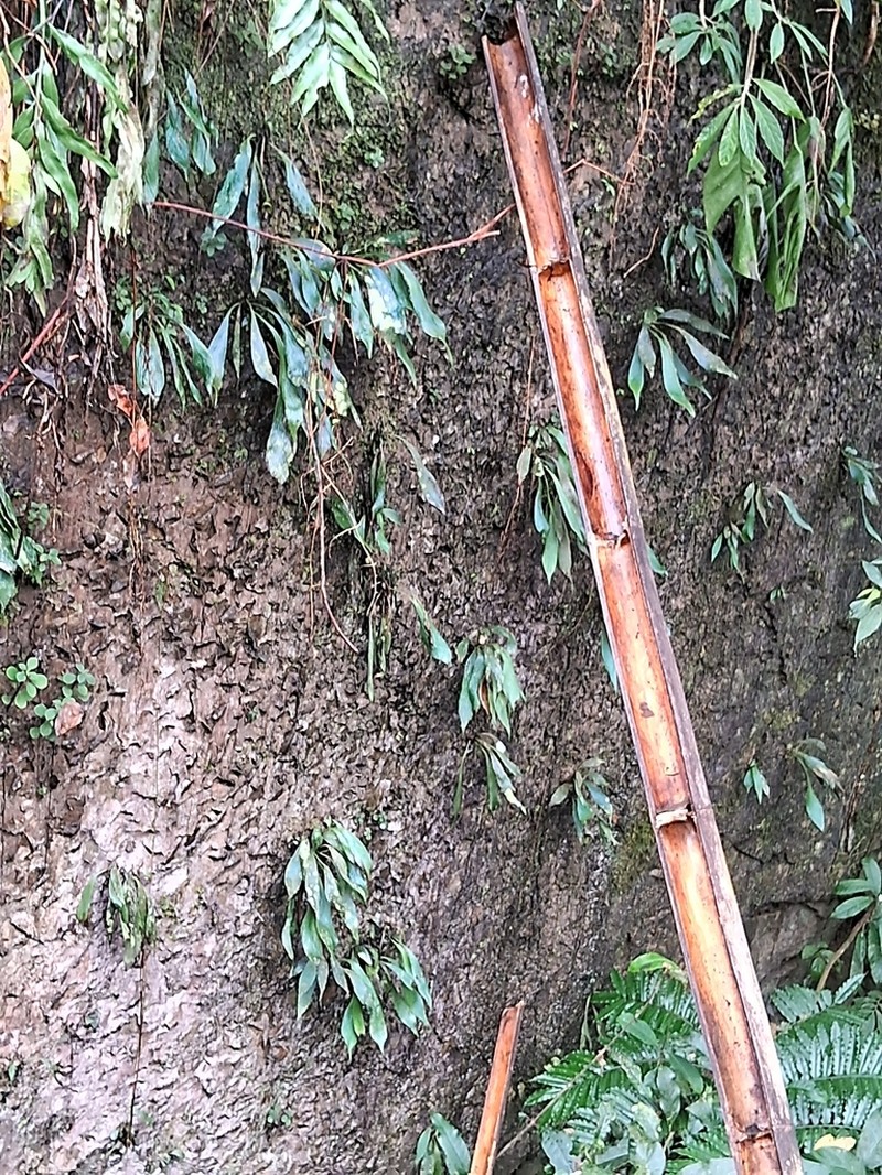 Antrophyum formosanum photo 6