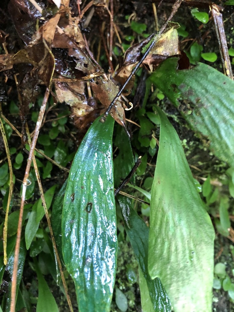 Antrophyum formosanum photo 7