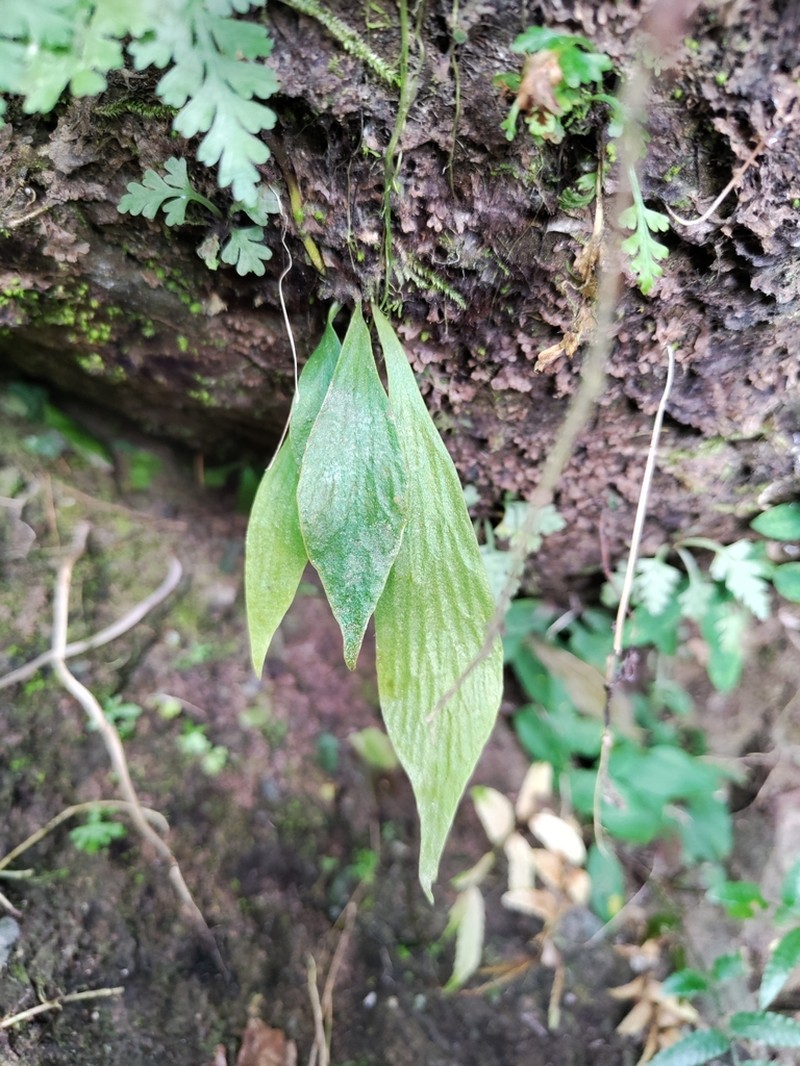 Antrophyum formosanum photo 8