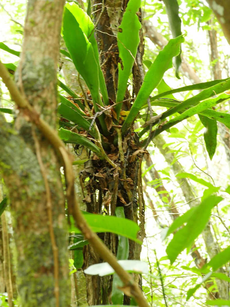 Antrophyum giganteum photo 2