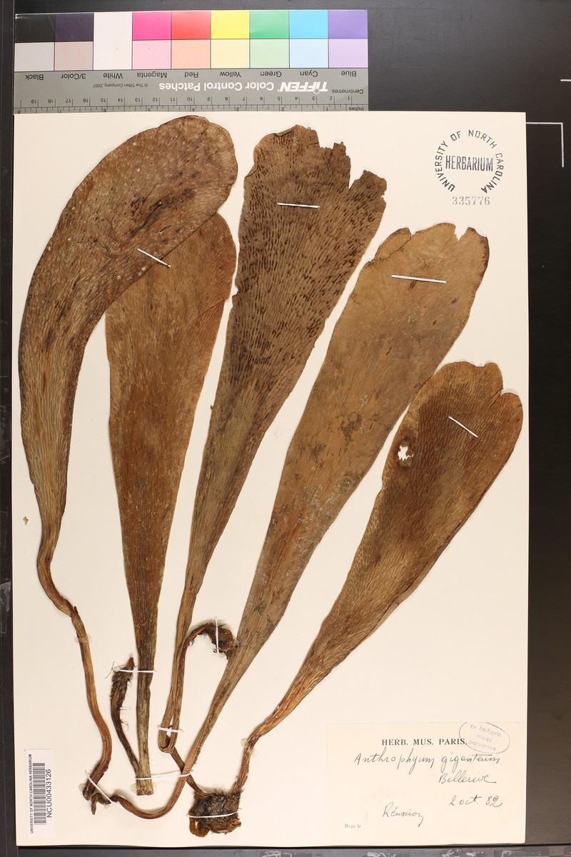 Antrophyum giganteum photo 3