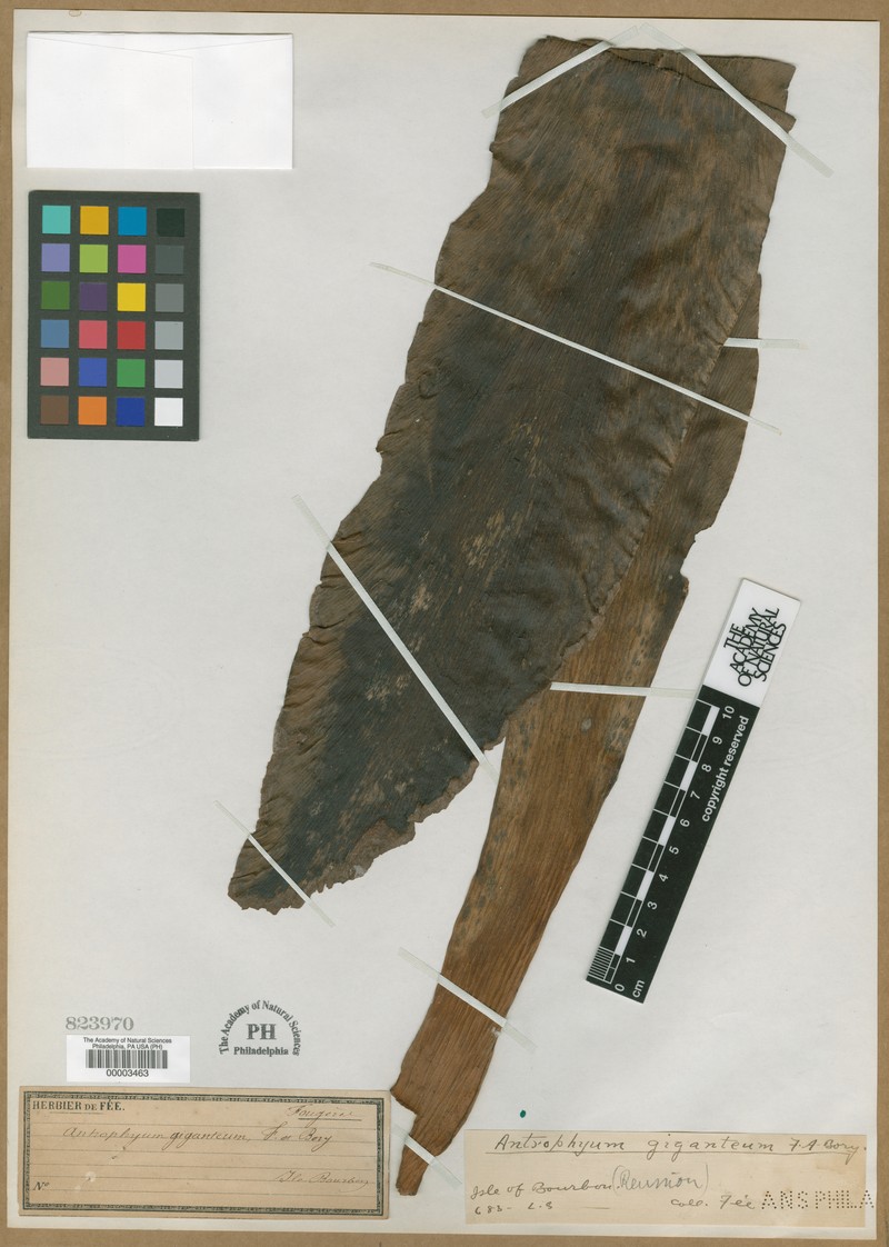 Antrophyum giganteum photo 4