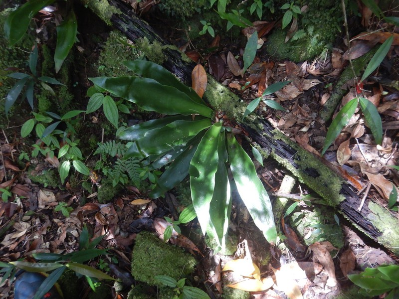 Antrophyum giganteum
