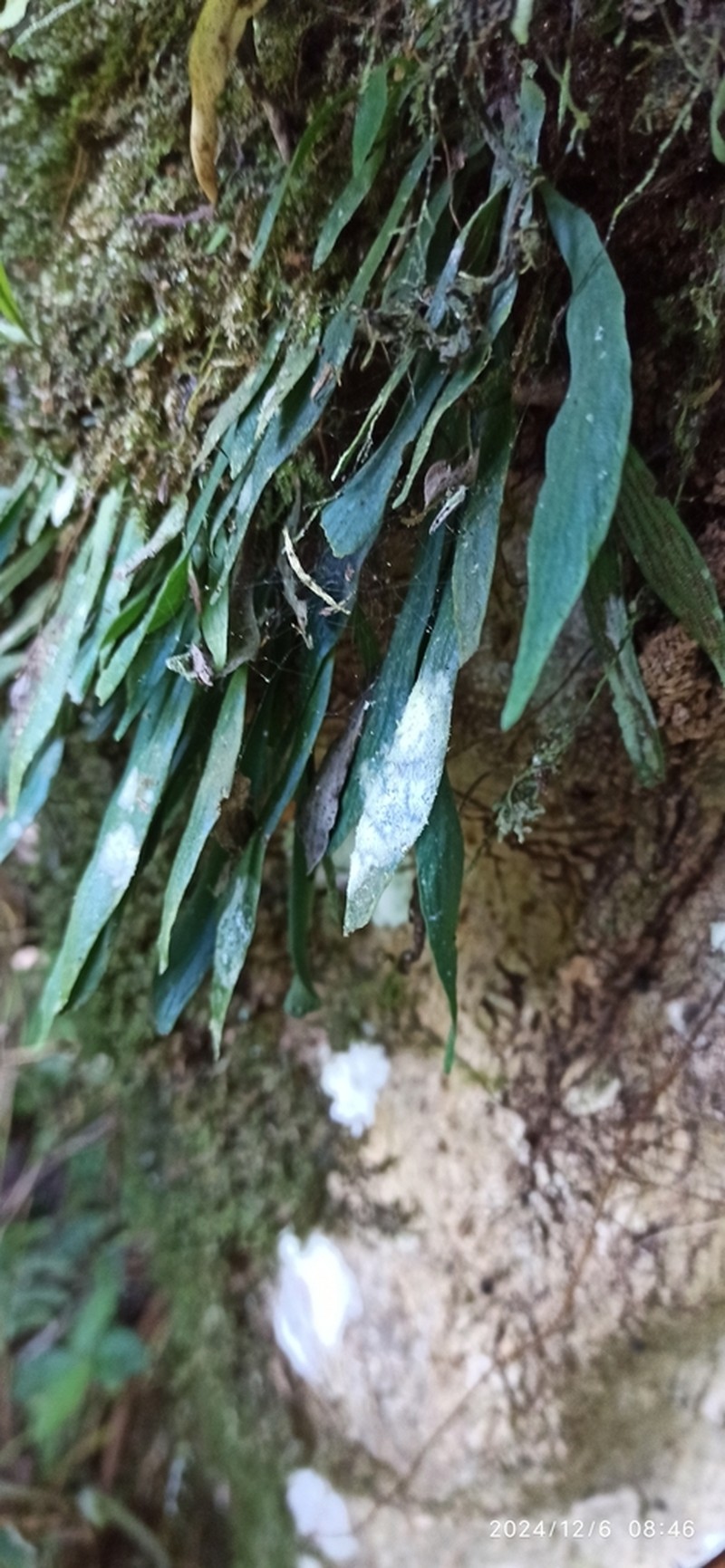 Antrophyum henryi