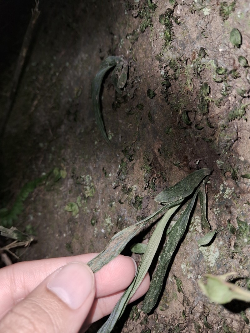 Antrophyum henryi photo 2