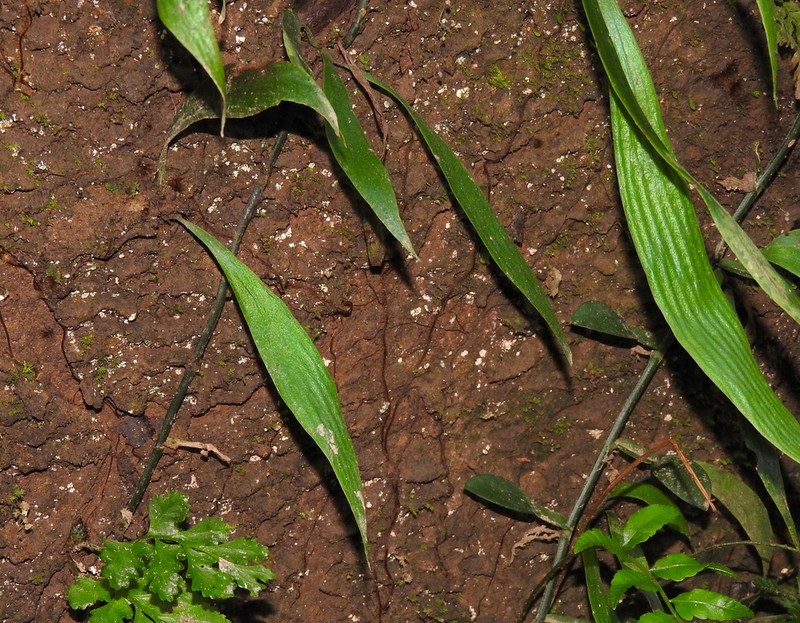 Antrophyum henryi photo 3