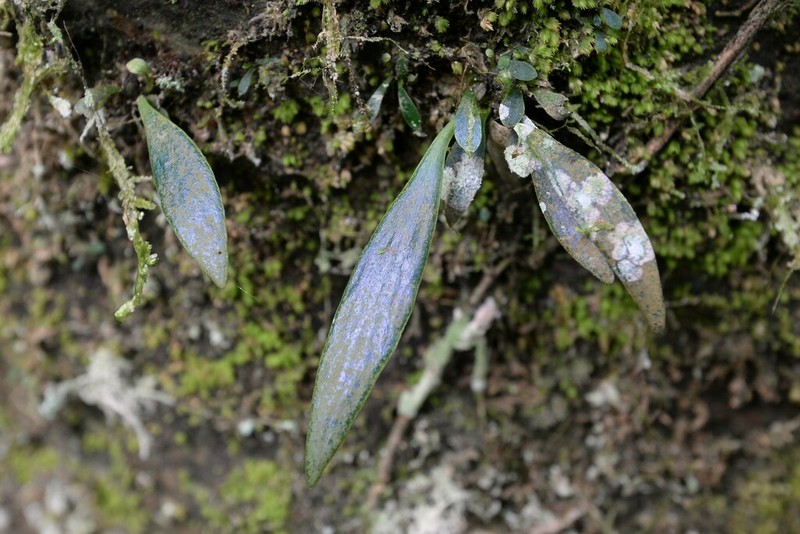 Antrophyum henryi photo 4
