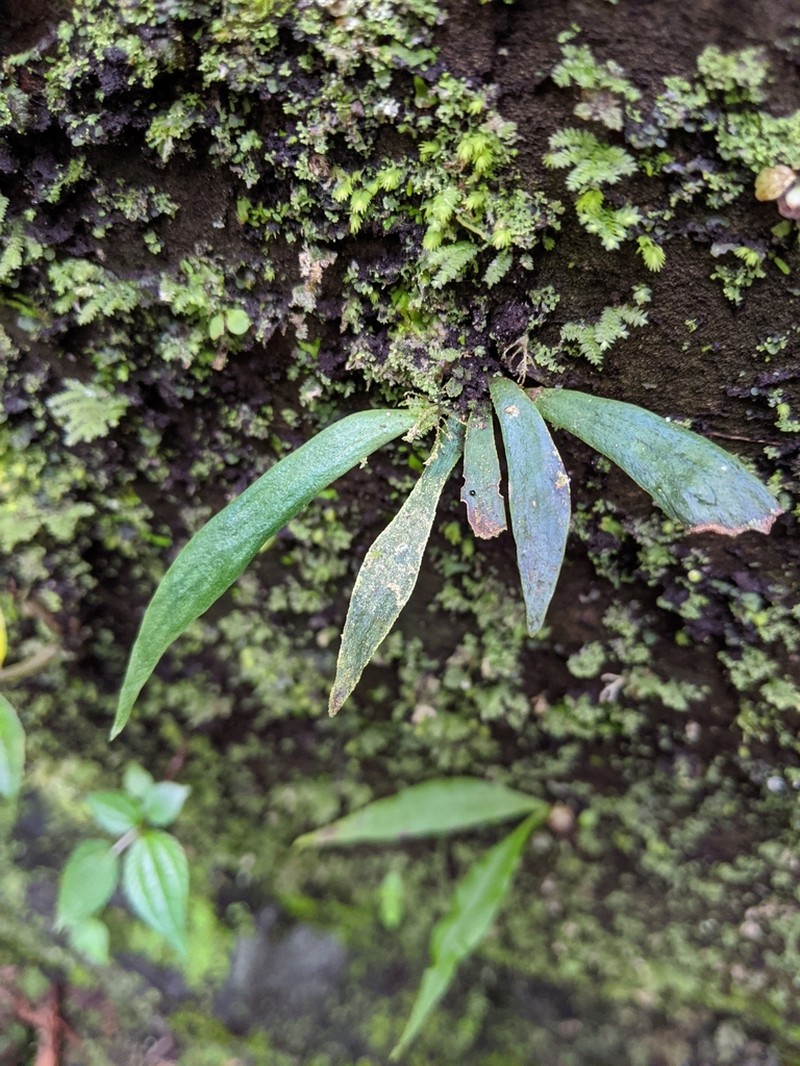 Antrophyum henryi photo 5