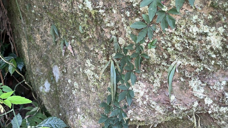 Antrophyum henryi photo 6