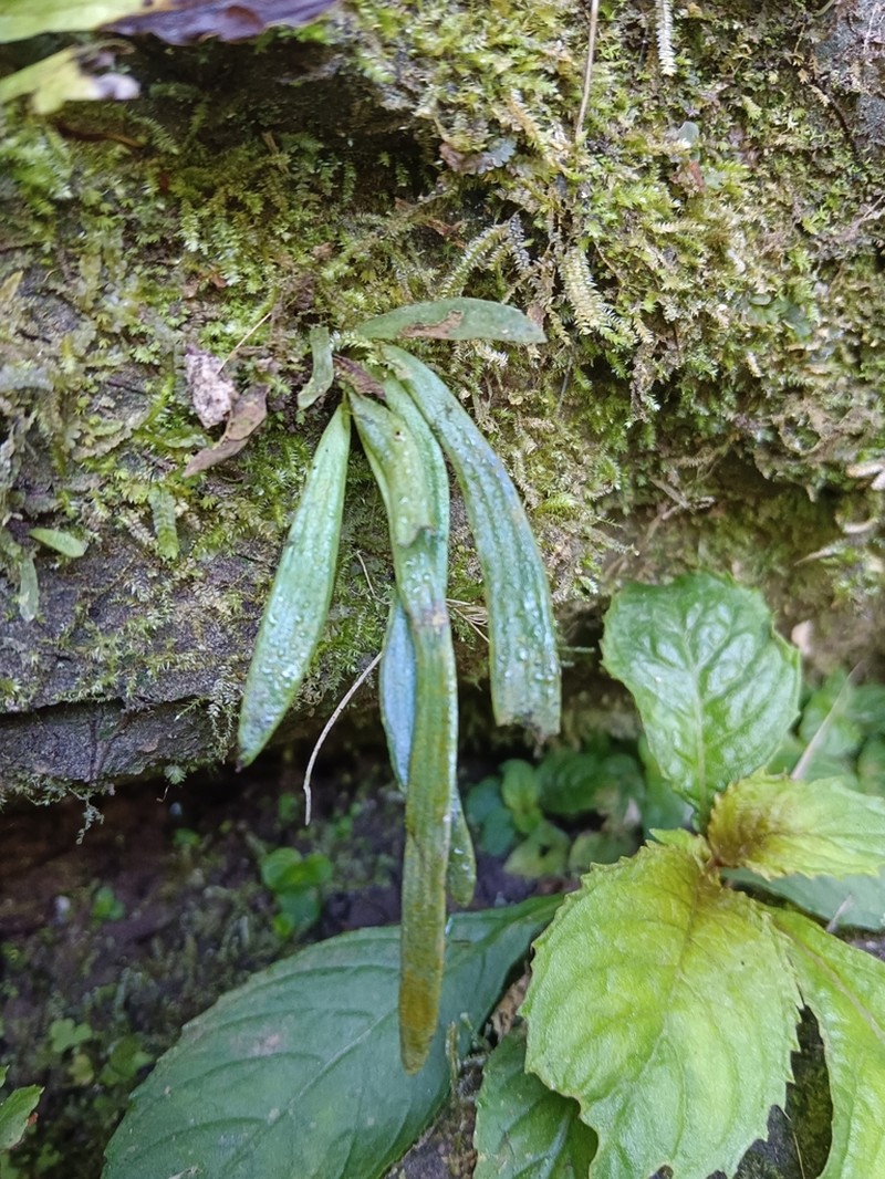 Antrophyum henryi photo 7