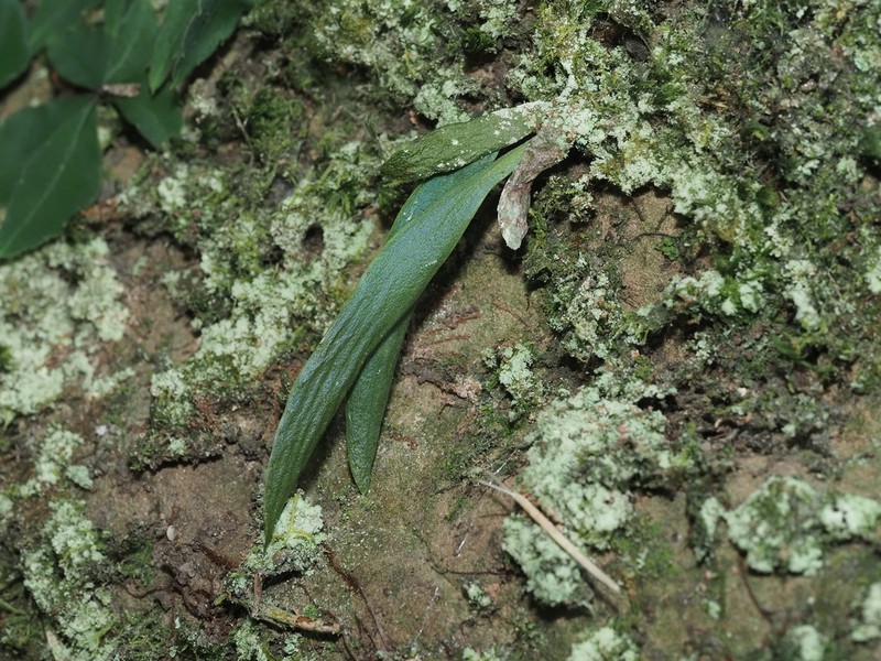 Antrophyum henryi photo 8