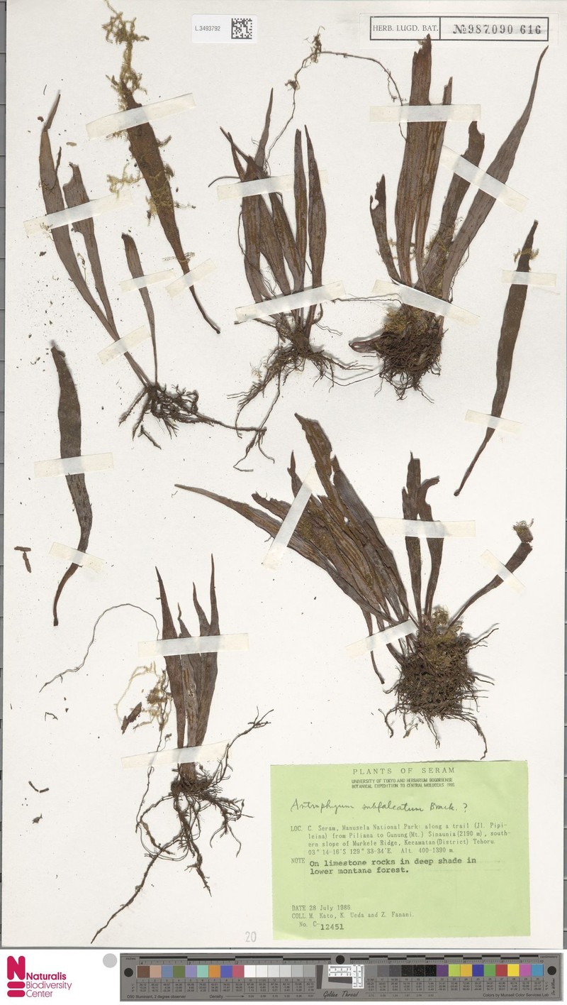 Antrophyum hovenkampii
