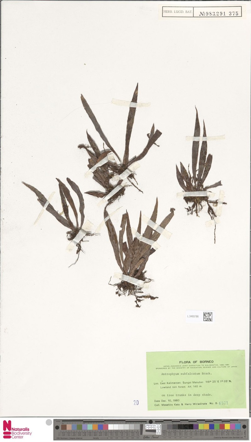 Antrophyum hovenkampii photo 6