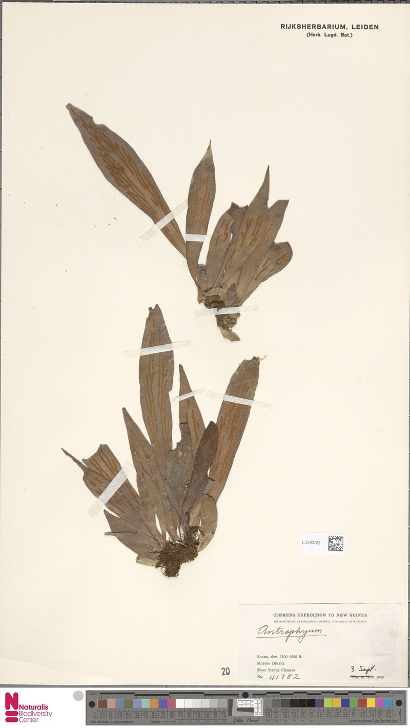 Antrophyum hovenkampii photo 8