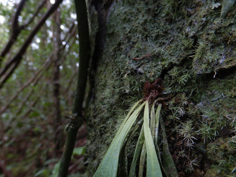 Antrophyum immersum photo 3