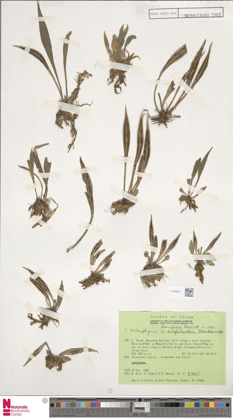 Antrophyum lancifolium