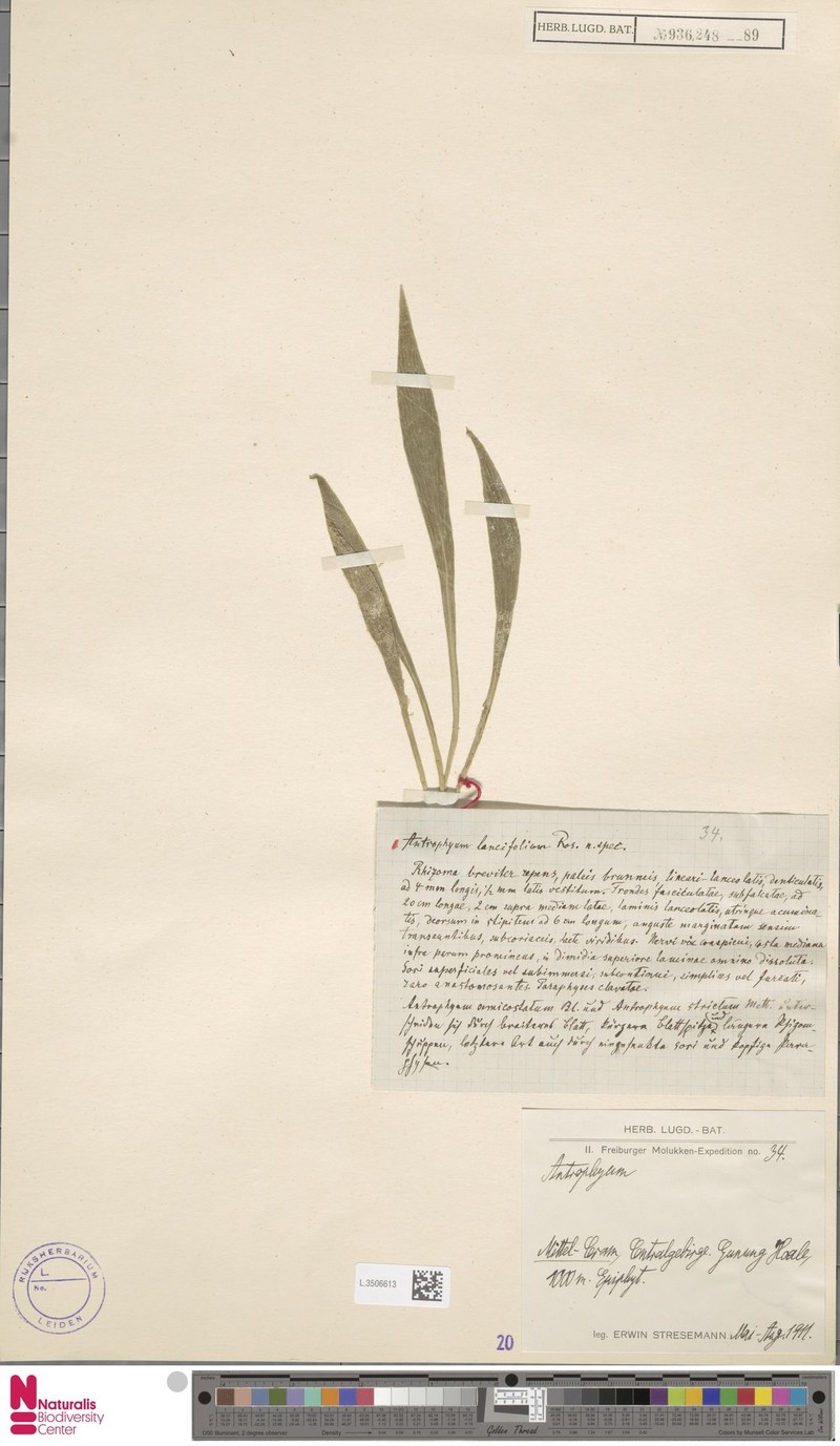 Antrophyum lancifolium photo 2