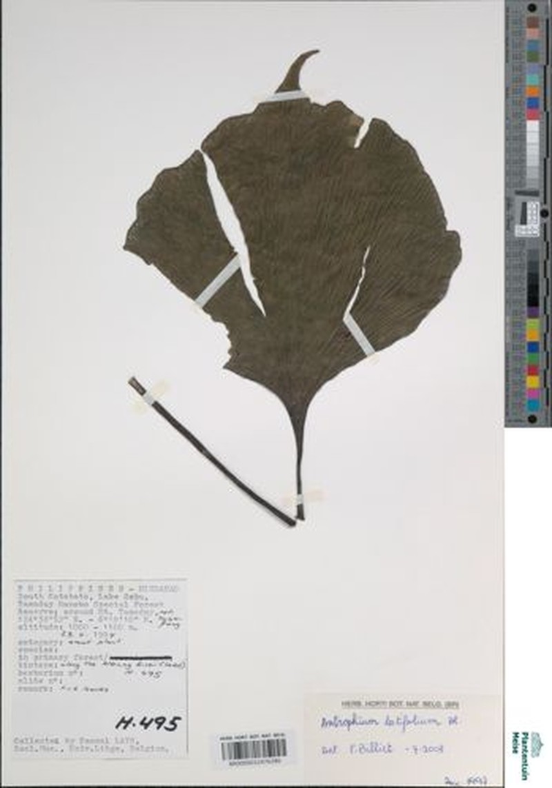 Antrophyum latifolium