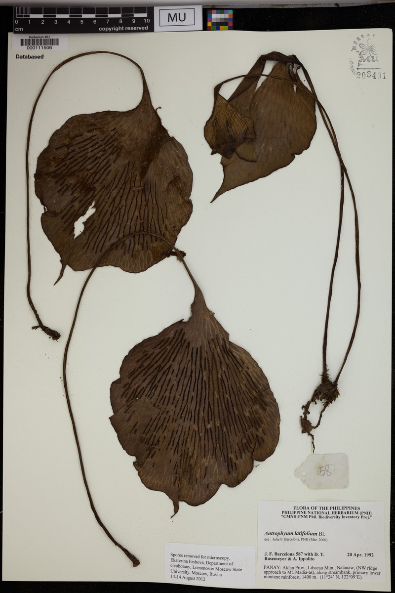 Antrophyum latifolium photo 2