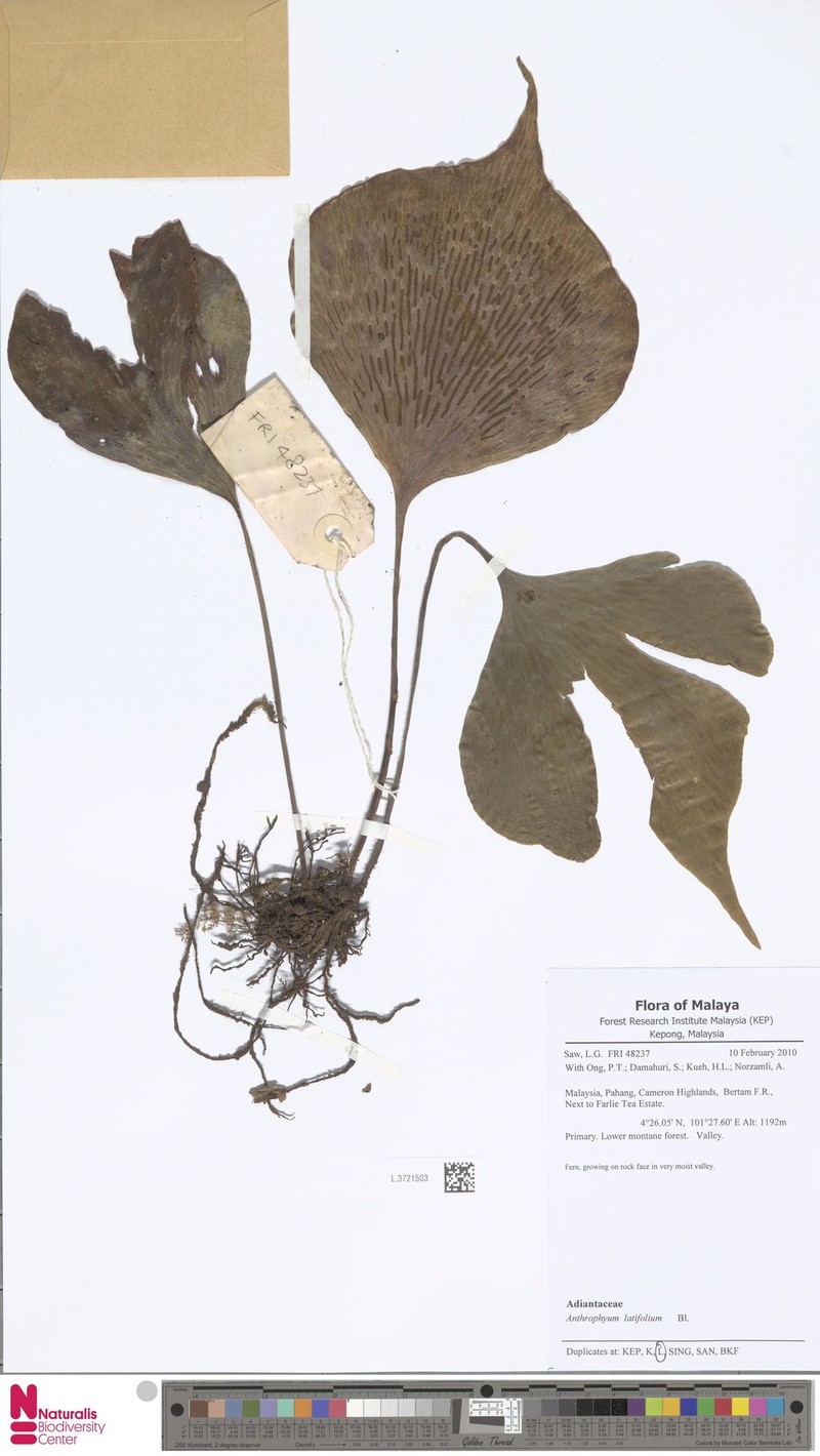 Antrophyum latifolium photo 3