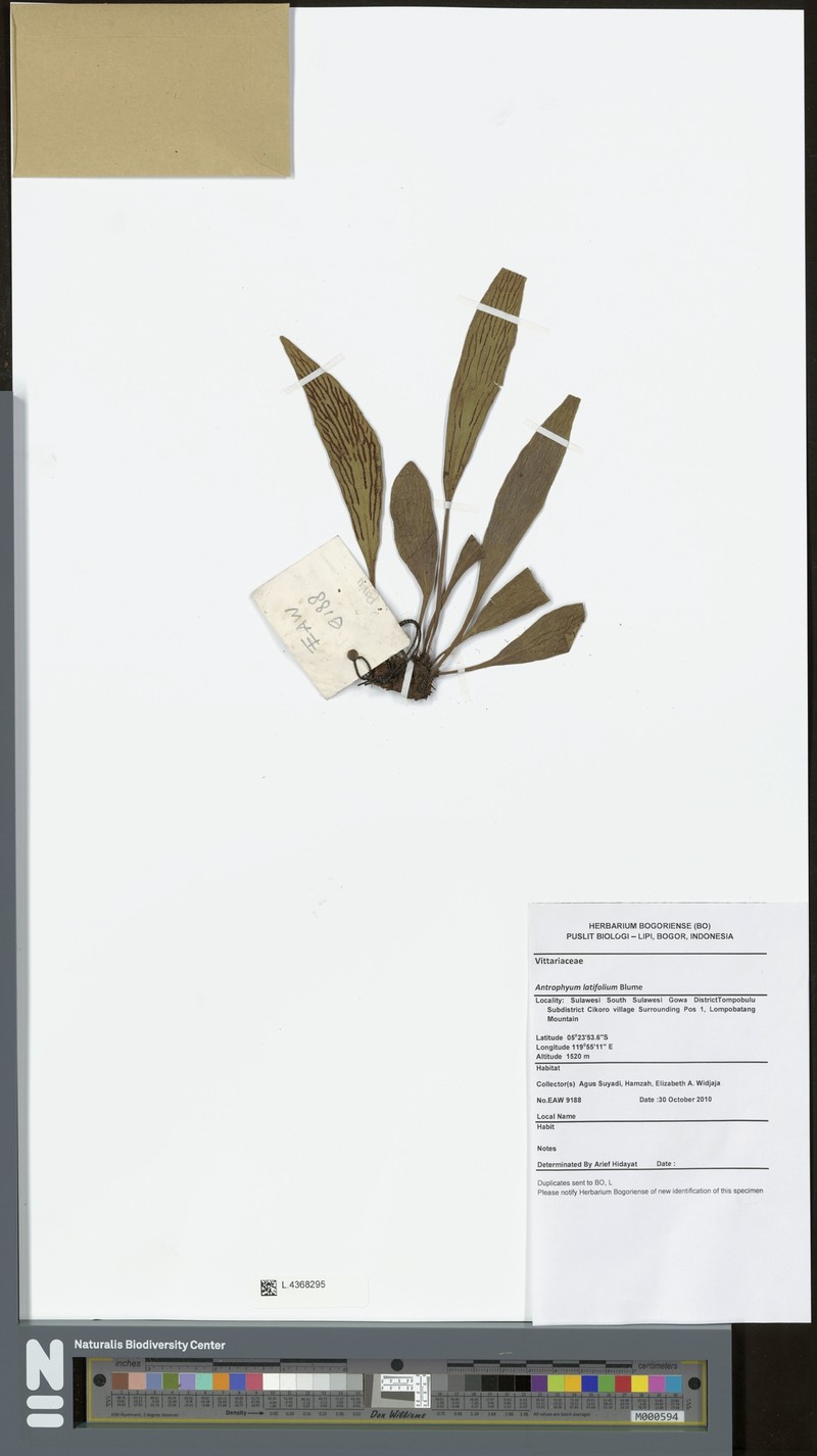 Antrophyum latifolium photo 4