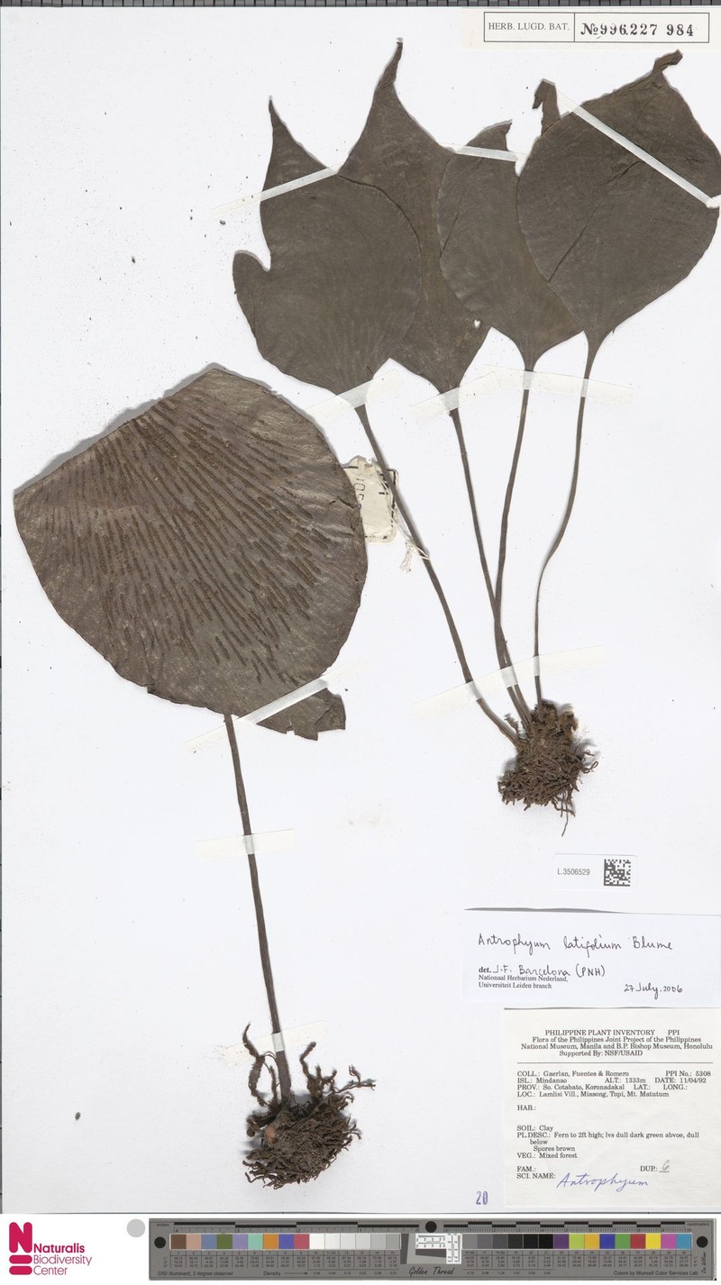 Antrophyum latifolium photo 5