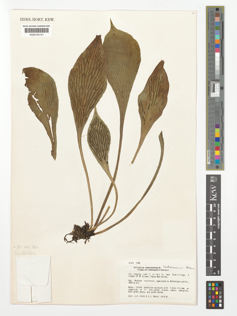 Antrophyum ledermannii photo 4