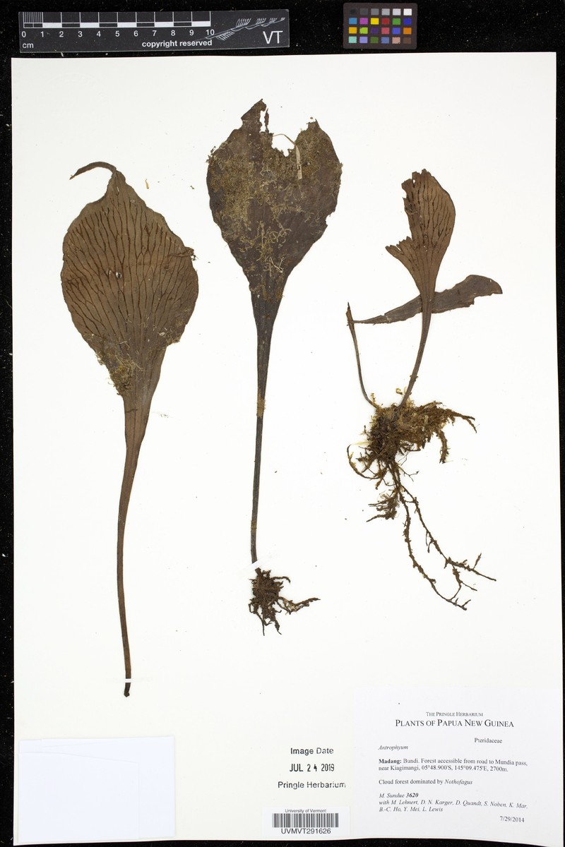 Antrophyum ledermannii