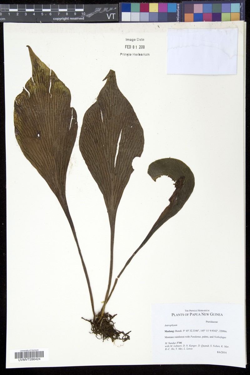 Antrophyum ledermannii photo 2