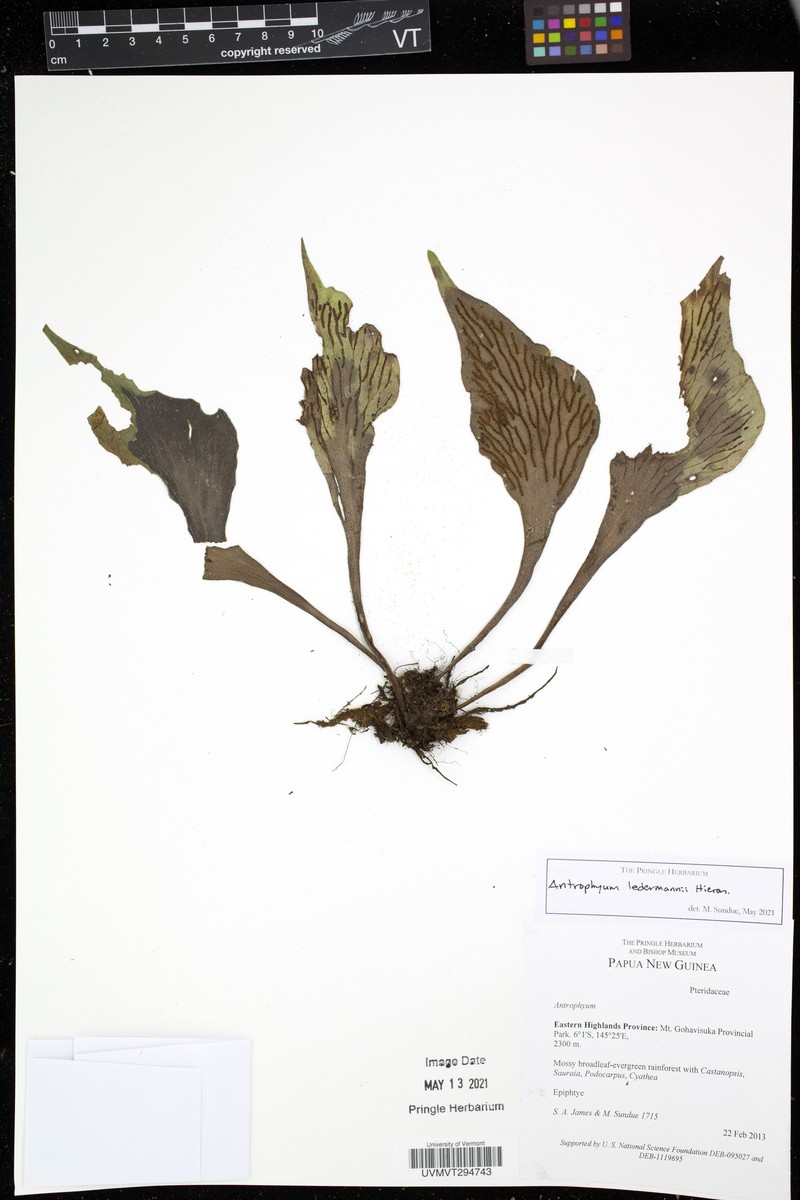 Antrophyum ledermannii photo 3