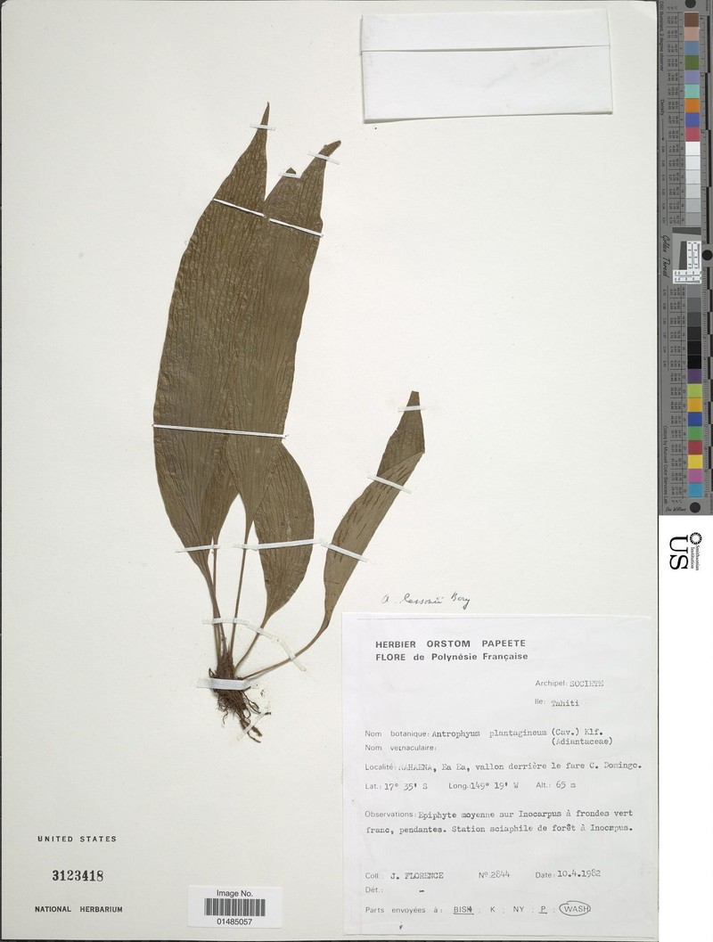 Antrophyum lessonii