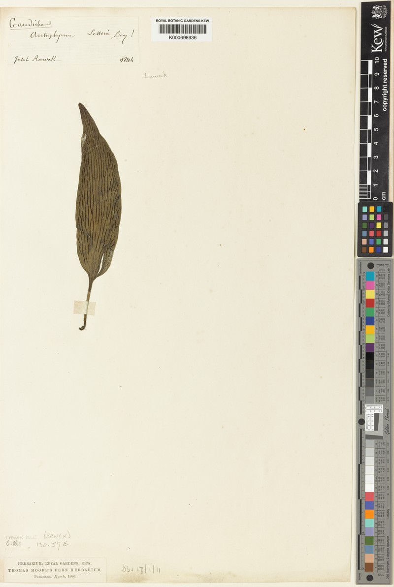 Antrophyum lessonii photo 2