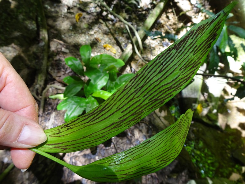 Antrophyum lessonii